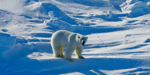 Polar bear kills mother and son in extremely rare attack