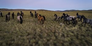 In three months,aerial culling knocks out record number of feral horses