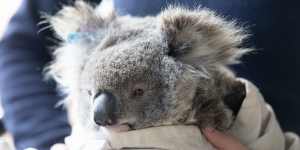 Vulnerable:A koala at Gunnedah in NSW.