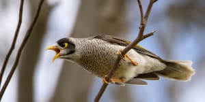 The native noisy miner bird is a menace in urban environments,pushing out other,less noisy,native birds.