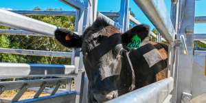 The steer is on the loose after escaping from Saint Ignatius'College,Riverview,in Sydney's north.