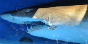 Grey nurse shark responsible for attack on WA bodyboarder