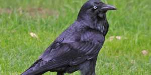 Known as the undertaker of the bush,the bird that we call a"crow"is not a crow at all but a raven - the biggest raven in the world.