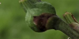 Photos of backyard critters taken with the main camera. iPhone on left,Pixel centre,Galaxy right. These were all taken on auto,and you can see the Pixel is skewing a bit darker.