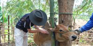 Animal health workers immunise cattle in Laos. 