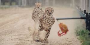 The Shanghai Wild Animal Park promotes a"one-hundred-metre race show between African Cheetah and Australian greyhound".