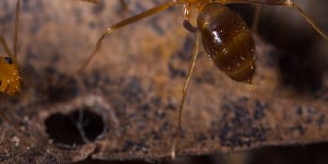 Yellow crazy ants found in Qld world heritage area to be poisoned