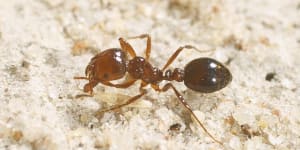 The Howard government hoped it could eradicate the red fire ant within five years of their discovery in 2001. Twenty years later,the campaign continues.
