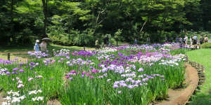 The irises bloom around June in the inner garden.