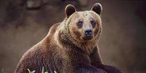 Italian town that used bears to promote tourism kills bear that attacked French man