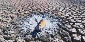 A kangaroo struggles in mud in an all but dried-up drainage canal in the Menindee Lakes system on January 10,2019.