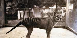 Benjamin,the last thylacine,at Hobart Zoo in 1933.