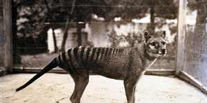 The last thylacine,at Hobart Zoo in 1933. The creature,who has become popularly known as Benjamin but was actually female,died on September 7,1936.
