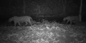 In late 2020,an adult female and three cubs were spotted by cameras in the Belum-Temengor forest,and the following year,two more cubs were seen.