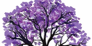 Jacaranda:Sydney's favourite Brazilian immigrant