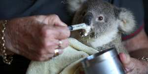 NSW wildlife rescue volunteers provide a service worth $27 million a year.