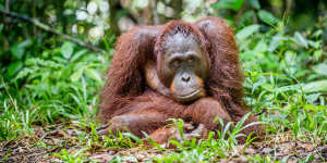 Forests are crucial for curbing biodiversity loss. Orangutans are one species endangered by deforestation.