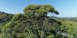 A documentary directed and produced by award-winning local filmmaker Bruce Walters about a campaign to save two trees in Ruskin Rowe,Avalon. Source:The Situation Room.