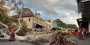 Fire crews work to clear an old gum tree that fell over Darling Street in Balmain,outside the London Hotel,following wild weather.