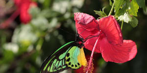 What Trevor Lambkin found after 40 years of looking for butterflies