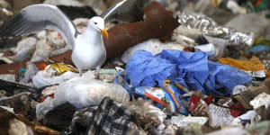 A seagull stands next to a discarded surgical gown in a trash pit at Recology in California. 