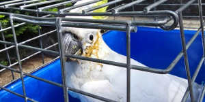 One of the poisoned cockatoos found by WIRES volunteer Evelyn Anderson-Ho.