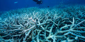 Examples of bleached coral bleaching on the Great Barrier Reef.