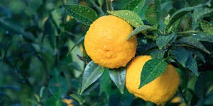 Yuzu is very fragrant and used in cooking for zest,peel,and very sour juice. 