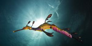 The planned demolition threatened the habitat of the endangered weedy sea dragon. 