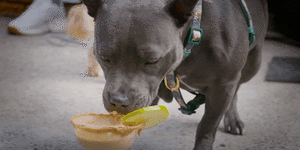 One lucky dog enjoys a raw food treat.