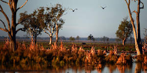 The world-famous Macquarie Marshes depend on closely managed environmental flows.
