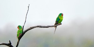 Swift parrots are critically endangered and sometimes visit Cheetham Wetlands. 