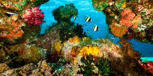 Coral wonderland,Raja Ampat,Indonesia.