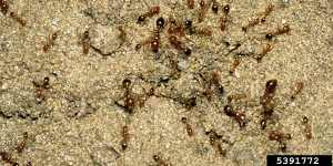 Fire ants pose a huge threat to outdoor living,tourism,agriculture and native ecosystems.