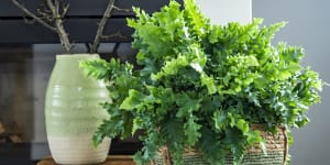 The trendy new houseplant that works well indoors in winter