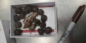 A small box of giraffe faeces that was confiscated from a passenger arriving from Kenya at Minneapolis-St. Paul International Airport.