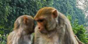 Red-faced macaques are the welcoming party Delhi does not want waiting for world leaders at the G20 summit.