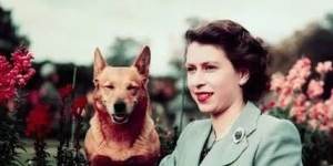 The Queen with her corgi Susan in 1952,the first year of her reign.