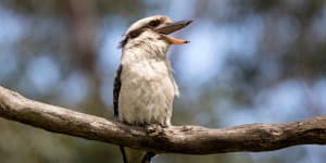 ‘Google for wildlife sounds’:Australian conservation research gets an AI boost