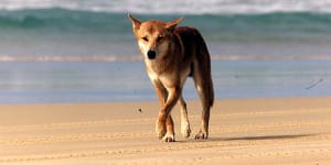 First fines issued under tougher Fraser Island dingo-feeding laws