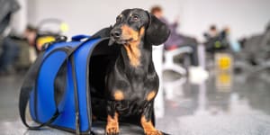 Obedient dachshund dog sits in blue pet carrier in public place and waits the owner. Safe travel with animals by plane or train. Customs quarantine before or after transporting animals across border sunjun5coverÃÂ coverÃÂ travel travelling with dogs pets;text by Paul Chai cr:ÃÂ iStockÃÂ (reuse permitted,noÃÂ syndication)ÃÂ 