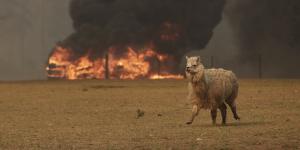 Bushfire approaches a lone alpaca in a paddock at a property in Orangeville.
