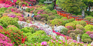 Japanese watching azalea blossom at Nezu-Shrine.