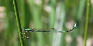 The endangered ancient greenling damselfly at Discovery Bay Coastal Park,in south-west Victoria,in 2009.