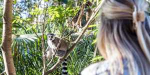 A lemur at Australia Zoo,Beerwah.