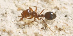 A file photograph of a red imported fire ant.