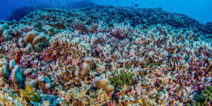 ‘Beacon of hope’:World’s largest coral discovered in Solomon Islands