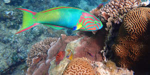 Susan Prior is documenting the Norfolk Island reef and its inhabitants,including this green moon wrasse.