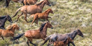 Feral horses at Long Plain in Kosciuszko National Park,where numbers of the animal have exploded even as aerial culling has been resumed.