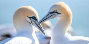 In northern gannets,the birds that survive avian influenza are left with blacked-out eyes.
